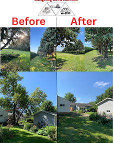 Yard tree clearing before and after
