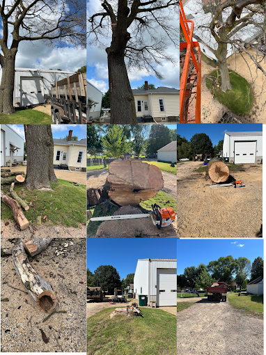 Large oak tree removal job