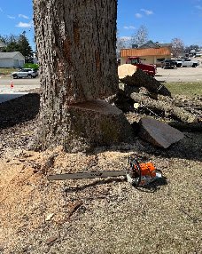 Large tree removal
