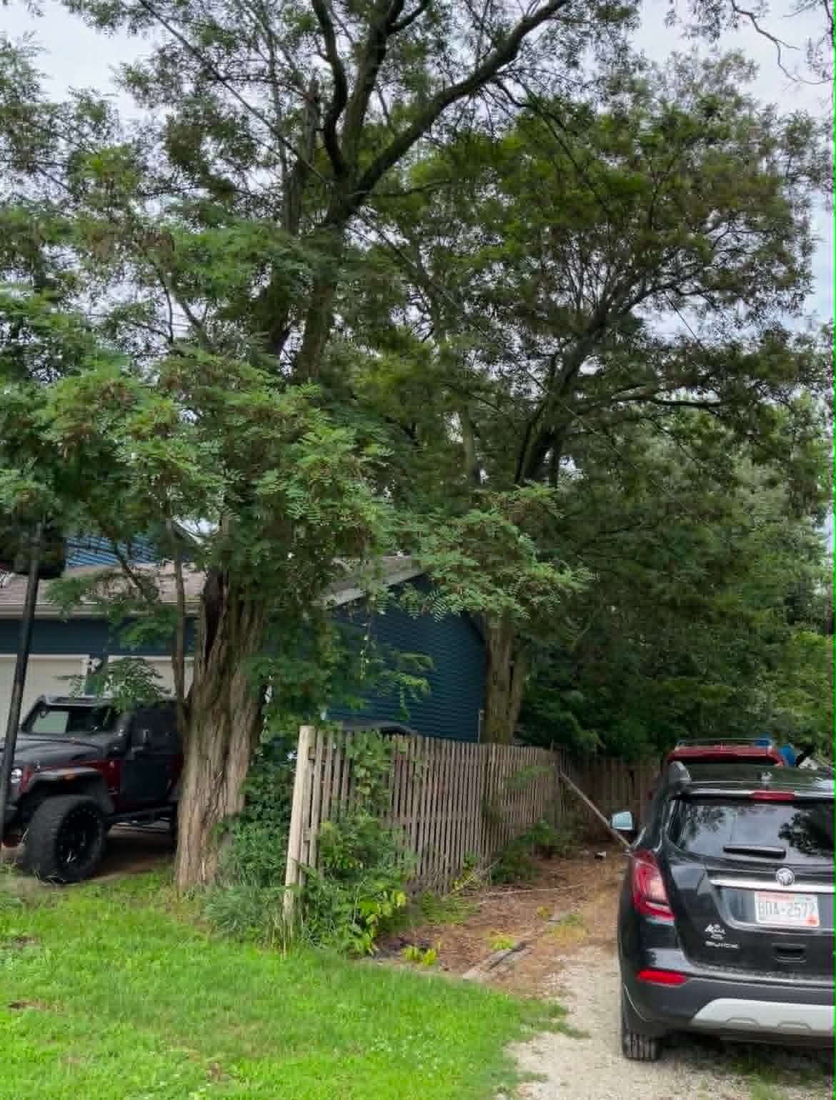 Locust tree removal in Waterville